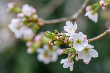 桜の季節の英語